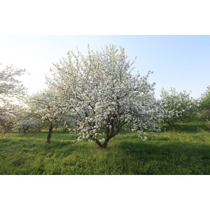 Okrasná jabloň (Malus) ´EVERESTE´ - výška 150-175 cm, kont. C18L - VIACKMENNÁ